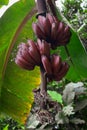 Brown banana fruit