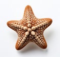 Stand Out from the Crowd: Unique Brown-Spotted Starfish!