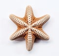 Unique Brown Spotted Starfish - A Standout Addition to Your Aquarium!