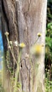 Unique log texture and gorgeous wildflowers Royalty Free Stock Photo