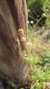 Unique log texture and gorgeous wildflowers Royalty Free Stock Photo