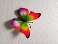 Unique butterfly images with rich colors