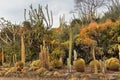 Unique Cactus Garden displays a variety of desert plants and cactuses. Beautiful tourist exotic attractions in Israel. Computer