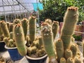 Unique cactus plants which look like faces