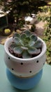 unique cactus in the pot