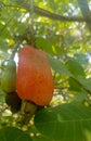 Unique cashew fruit Royalty Free Stock Photo