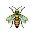 Unique Chalcid Wasp Realistic Illustration Royalty Free Stock Photo