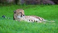 Unique cheetah in a green grass hill, high definition photo of this wonderful mammal in south africa. Royalty Free Stock Photo