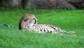 Unique cheetah in a green grass hill, high definition photo of this wonderful mammal in south africa. Royalty Free Stock Photo