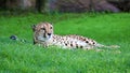 Unique cheetah in a green grass hill, high definition photo of this wonderful mammal in south africa. Royalty Free Stock Photo