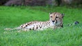 Unique cheetah in a green grass hill, high definition photo of this wonderful mammal in south africa. Royalty Free Stock Photo