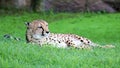 Unique cheetah in a green grass hill, high definition photo of this wonderful mammal in south africa. Royalty Free Stock Photo