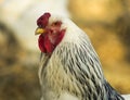 Unique and unique chickens of Brema breed