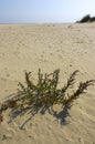 Unique coastal vegetation on sand dunes along the Black Sea coastline