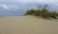 Unique coastal vegetation on sand dunes along the Black Sea coastline