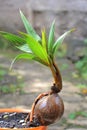 UNIQUE COCONUT BONSAI DECORATIVE PLANT