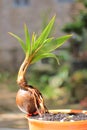 UNIQUE COCONUT BONSAI IN THE POTS