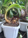 Unique coconut bonsai