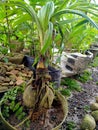 unique coconut tree ornamental plants