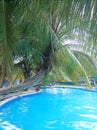 unique coconut trees beside the swimming pool