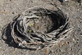 Unique coiled grape vines in Santorini