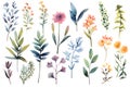 A Unique Collection of Watercolor flower and leaves