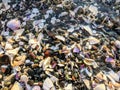 A unique and colorful background collage of rocks and shells from a beach. Royalty Free Stock Photo