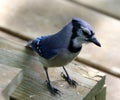 Unique colorful blue Jay beautiful bird in Michigan. Royalty Free Stock Photo