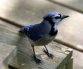Unique colorful blue Jay beautiful bird in Michigan. Royalty Free Stock Photo