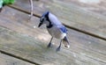 Unique colorful blue Jay beautiful bird in Michigan. Royalty Free Stock Photo