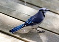 Unique colorful blue Jay beautiful bird in Michigan. Royalty Free Stock Photo