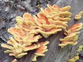 A unique, colorful mushroom