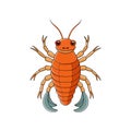 Unique Cryptolithodes Crustacean Realistic Illustration Royalty Free Stock Photo