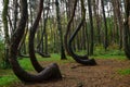 A unique curved forest in Griffin. Poland Royalty Free Stock Photo