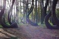 A unique curved forest in Griffin. Poland Royalty Free Stock Photo