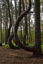 A unique curved forest in Griffin. Poland Royalty Free Stock Photo