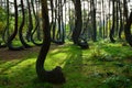 A unique curved forest in Griffin. Poland