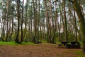 A unique curved forest in Griffin. Poland Royalty Free Stock Photo