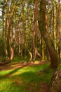 A unique curved forest in Griffin. Poland Royalty Free Stock Photo