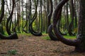 A unique curved forest in Griffin. Poland Royalty Free Stock Photo