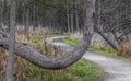 Unique curved tree by the forest trail