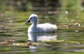 Unique cygnet baby swan in a lake, high definition photo of this wonderful avian in south america. Royalty Free Stock Photo