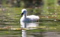 Unique cygnet baby swan in a lake, high definition photo of this wonderful avian in south america.