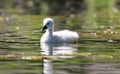 Unique cygnet baby swan in a lake, high definition photo of this wonderful avian in south america. Royalty Free Stock Photo