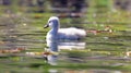 Unique cygnet baby swan in a lake, high definition photo of this wonderful avian in south america. Royalty Free Stock Photo