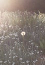 Unique dandelion in flower background Royalty Free Stock Photo