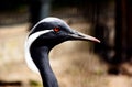 Demoisell crane head closeup. Antropoides virgo. wading birds concept Royalty Free Stock Photo