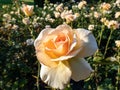 Unique, fully petalled Apricot-yellow rose variety 'Apricot nectar' - flowers are mauve, deep violet with velve