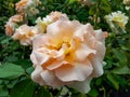 Unique, delicate, large, fully petalled Apricot-yellow rose variety `Apricot nectar` - flowers are mauve, deep violet with velve