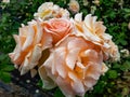 Unique, delicate, large, fully petalled Apricot-yellow rose variety `Apricot nectar` - flowers are mauve, deep violet with velve